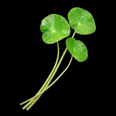 Centella Asiatica Extract